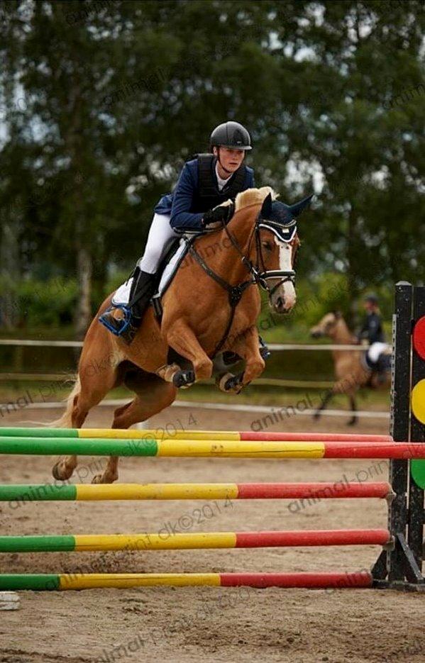 Anden særlig race Maggie Stensbæk | military A-PONY billede 16