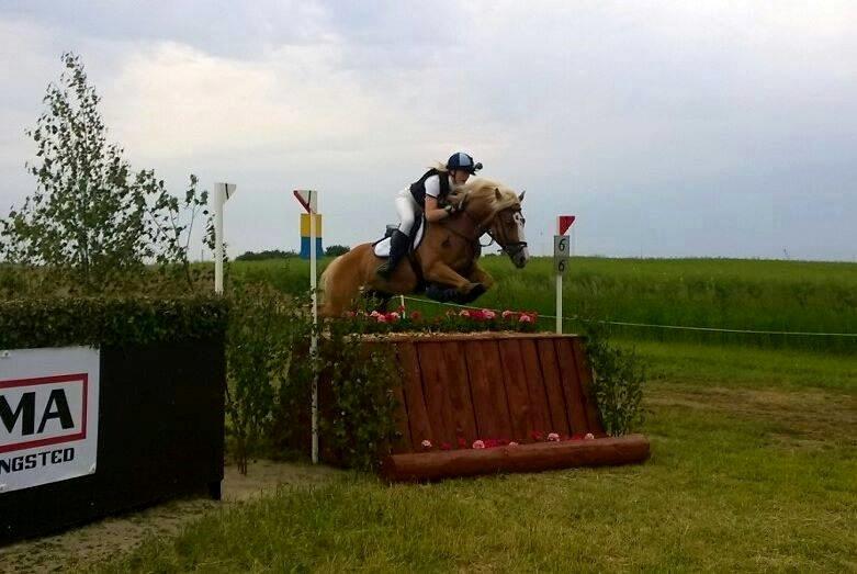 Anden særlig race Maggie Stensbæk | military A-PONY billede 2