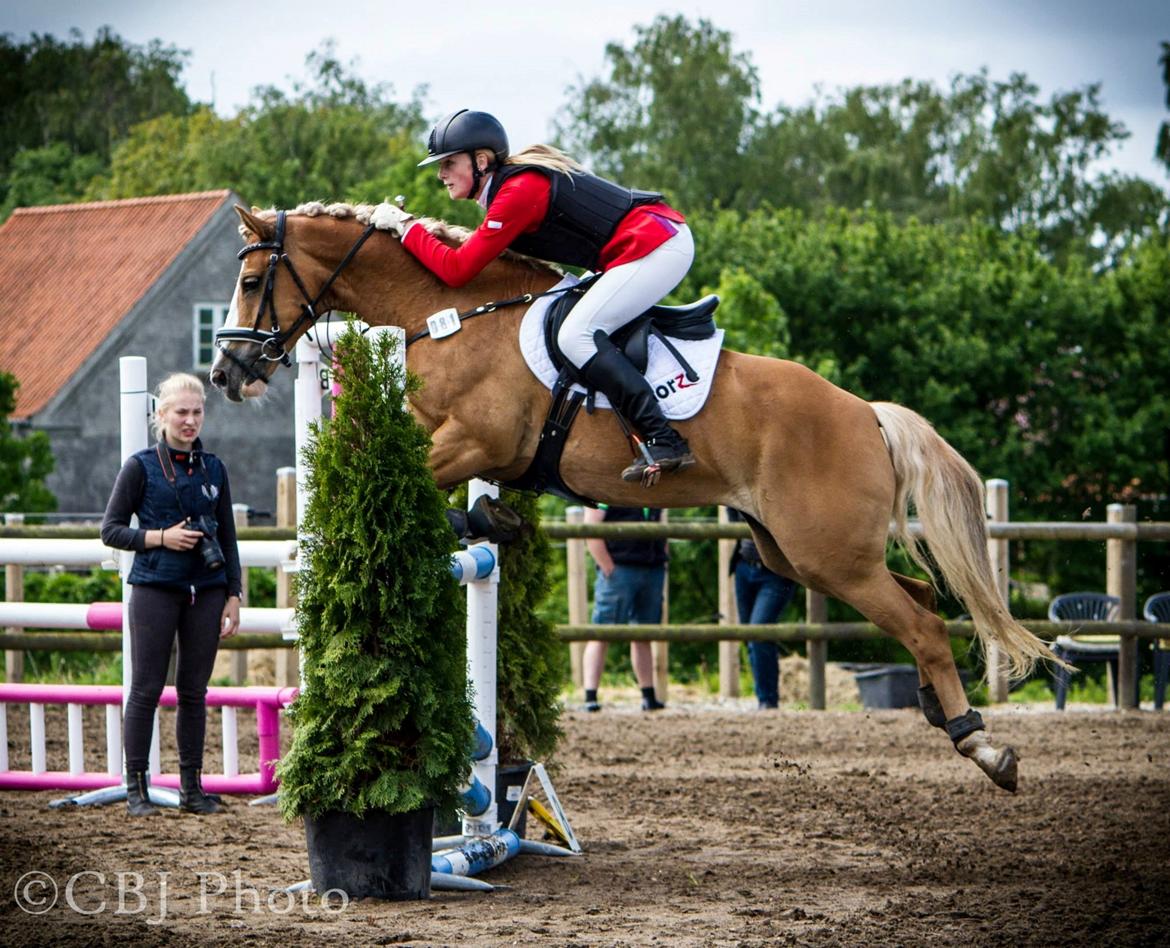 Anden særlig race Maggie Stensbæk | military A-PONY billede 1
