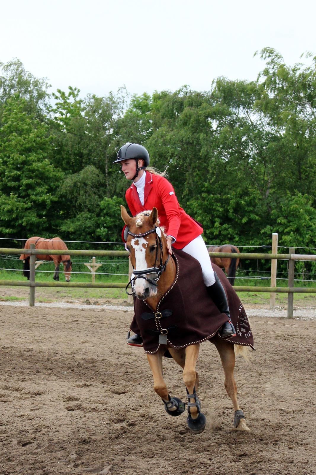Anden særlig race Maggie Stensbæk | military A-PONY billede 6