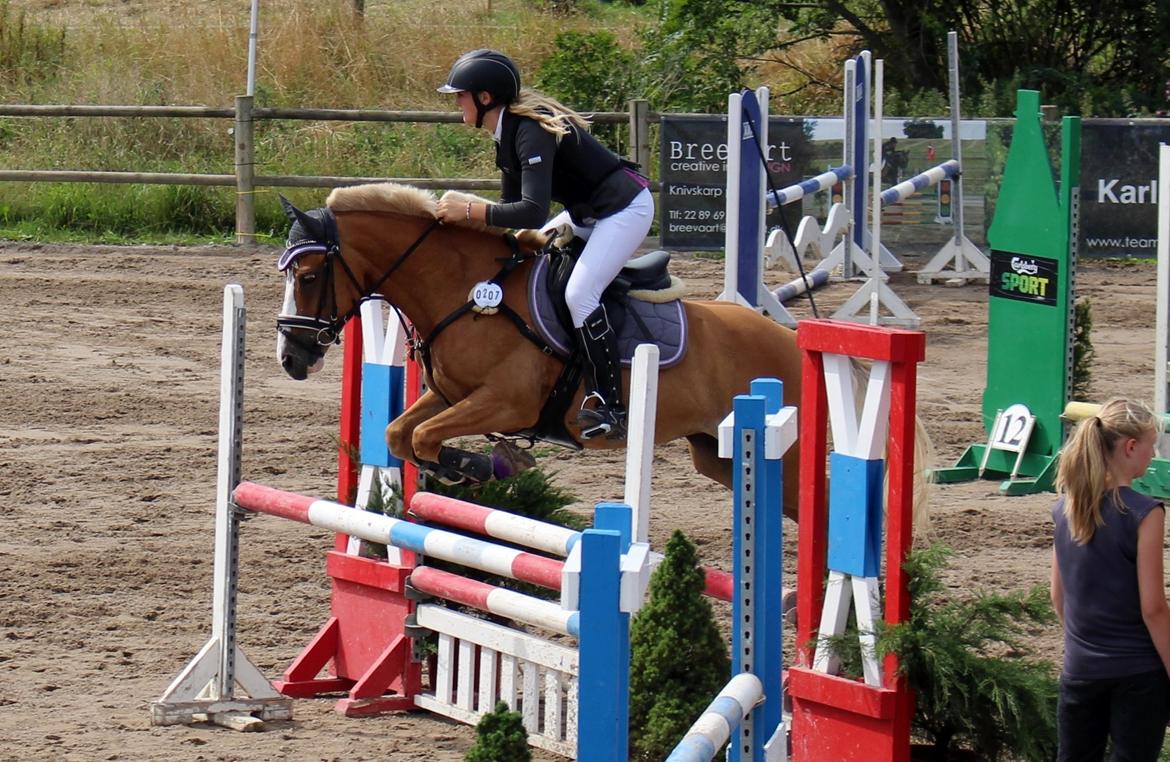 Anden særlig race Maggie Stensbæk | military A-PONY billede 19