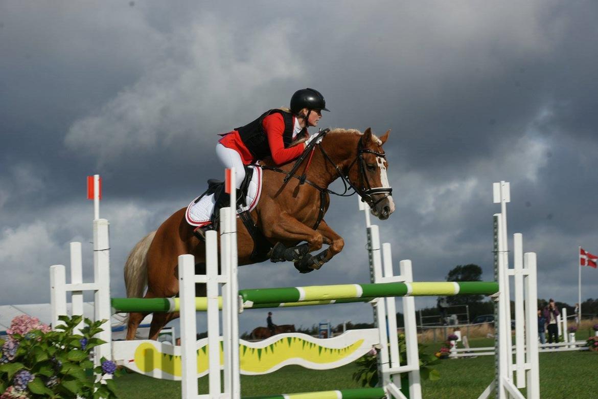 Anden særlig race Maggie Stensbæk | military A-PONY billede 5