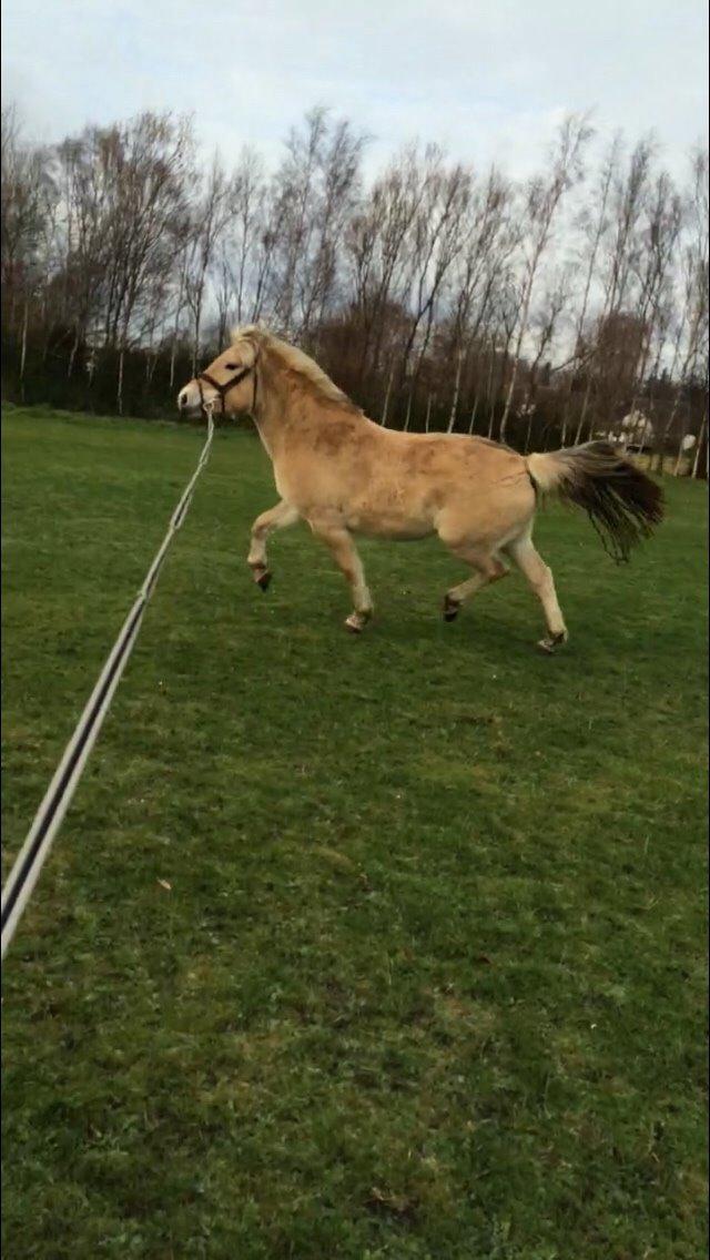 Fjordhest Munkegårdens sille billede 22