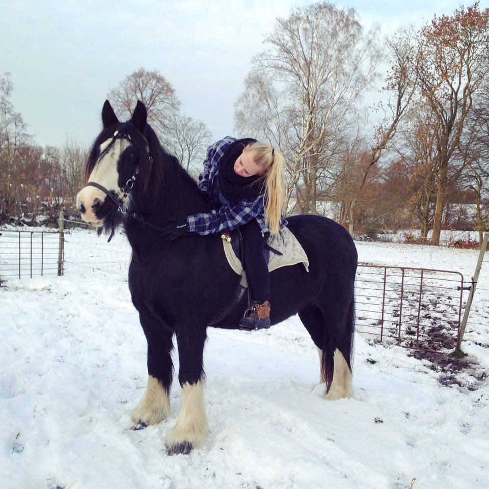 Irish Cob Sir Victor Of Ireland, solgt billede 7