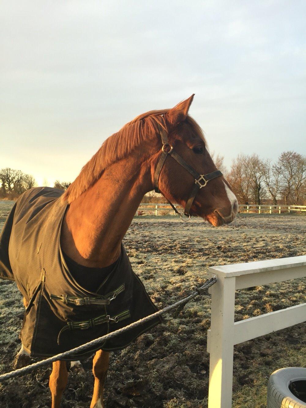 Dansk Varmblod Aalykkegaardens Ferrari billede 20