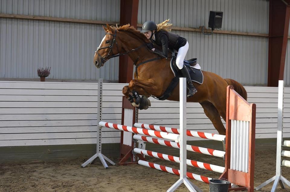 Anden særlig race Ørnemosegårds Ecco * Tiligere hest* - MP Photography billede 23