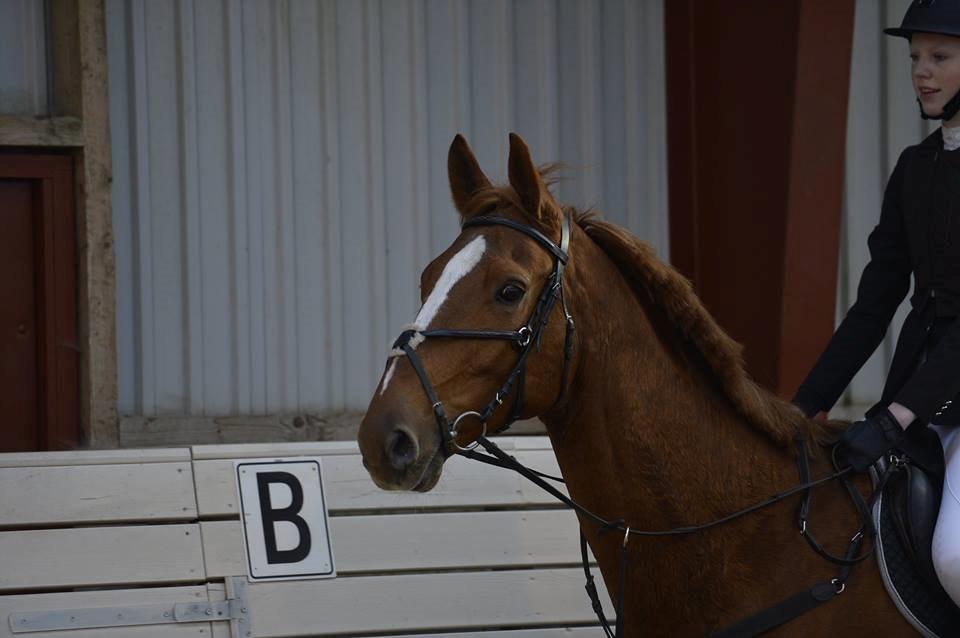 Anden særlig race Ørnemosegårds Ecco * Tiligere hest* - MP Photography billede 24