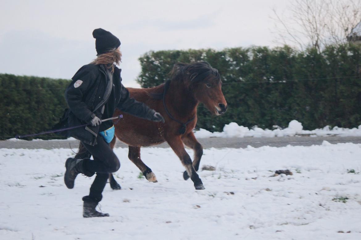 Welsh Mountain (sec A) Berthram billede 14