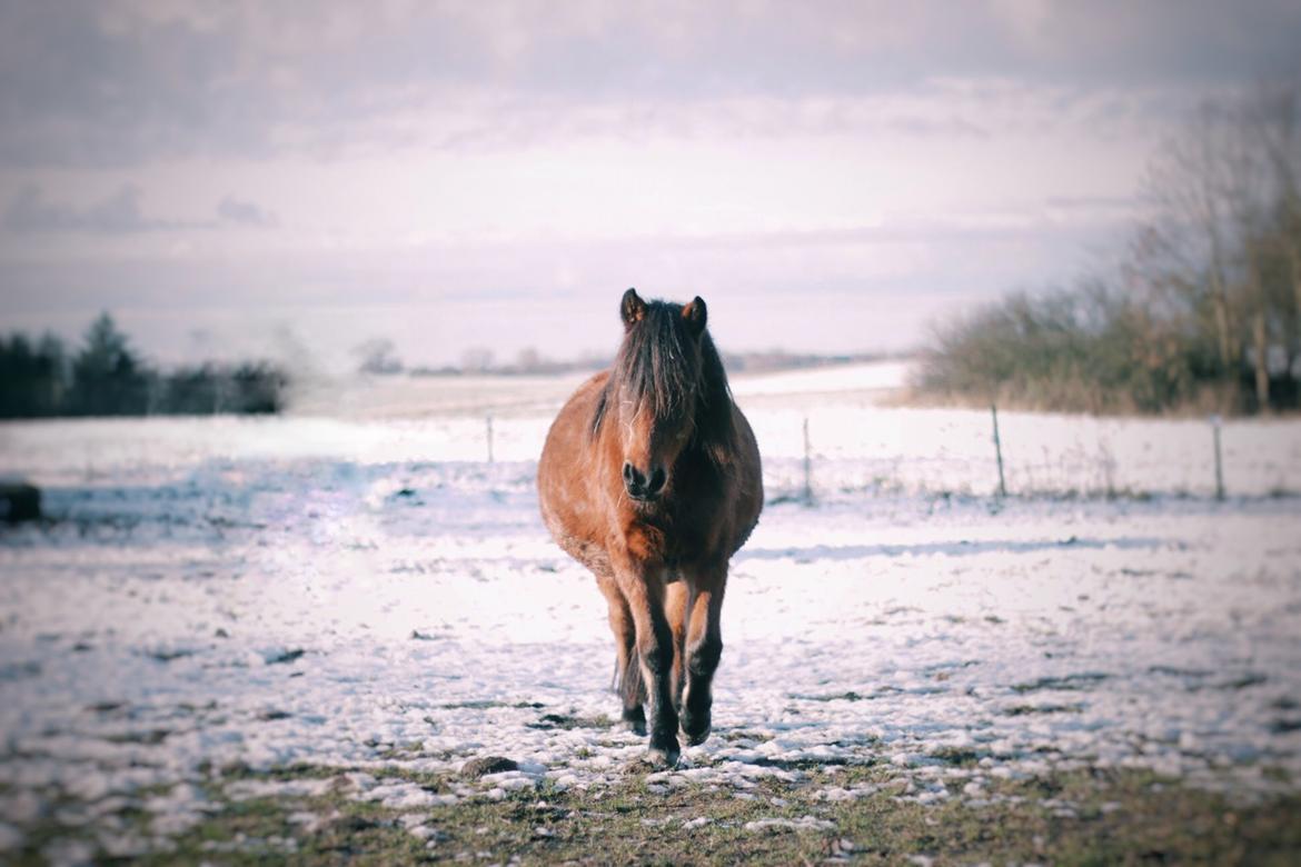 Welsh Mountain (sec A) Berthram - Fineste lillefyr //D.23/11-15// billede 15