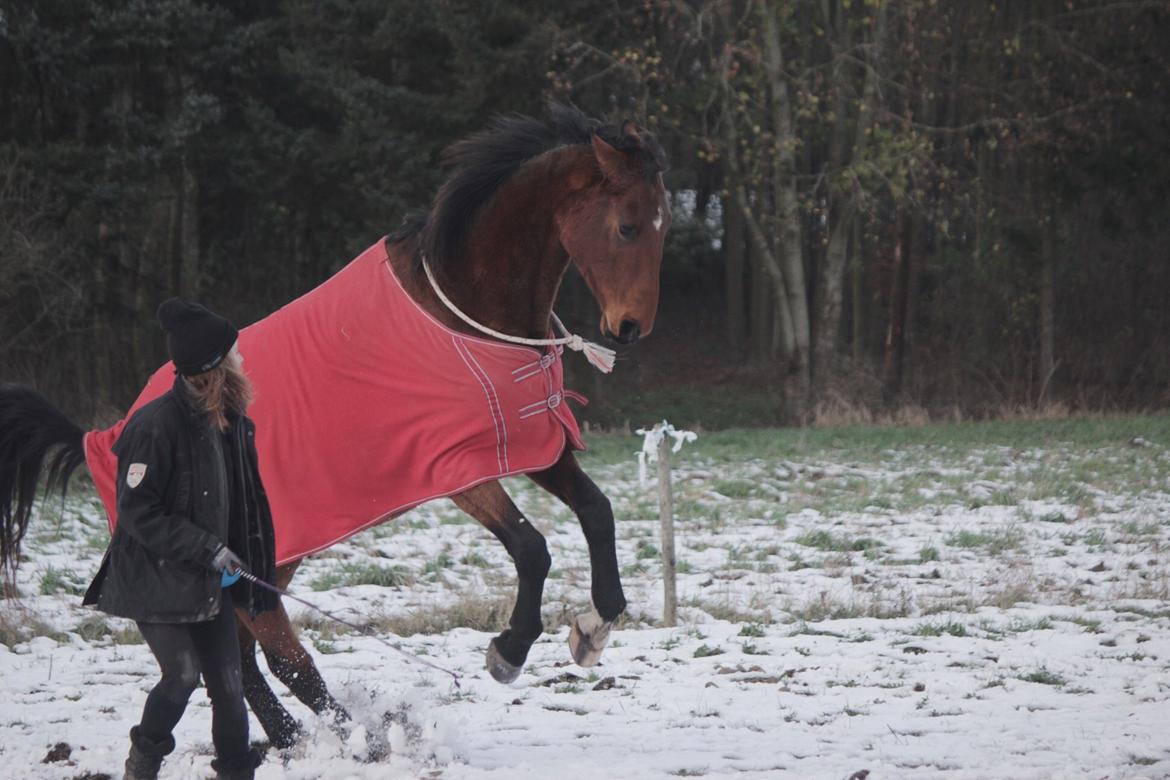 Dansk Varmblod Kanwas Frydenlund - Leger i sneen D.23/11-15 <3 billede 19