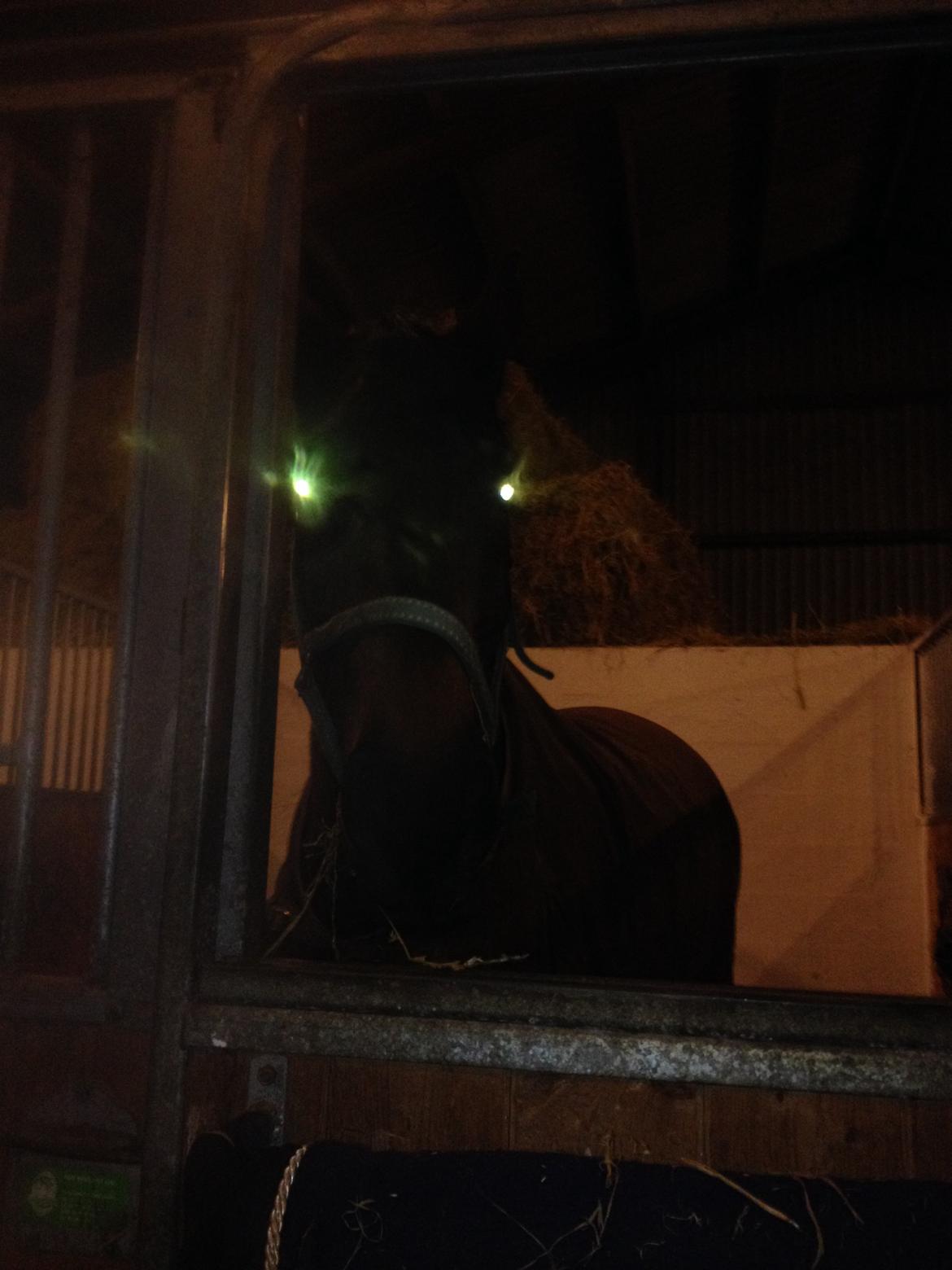 Dansk Varmblod Osiris<3 - Uhyggeligt.😱 billede 6