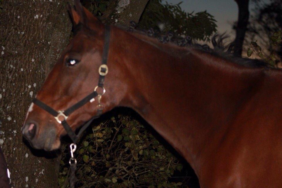 Traver Quiz billede 15