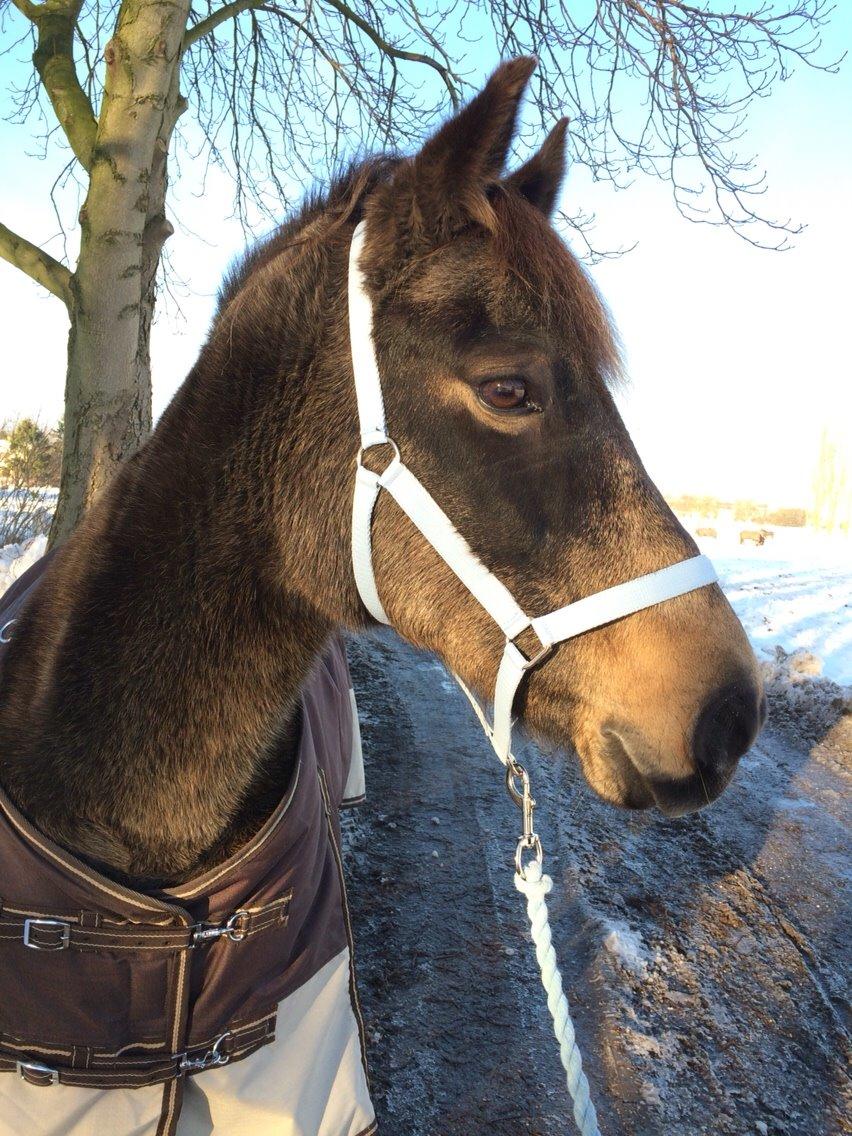 Anden særlig race Lizett billede 9