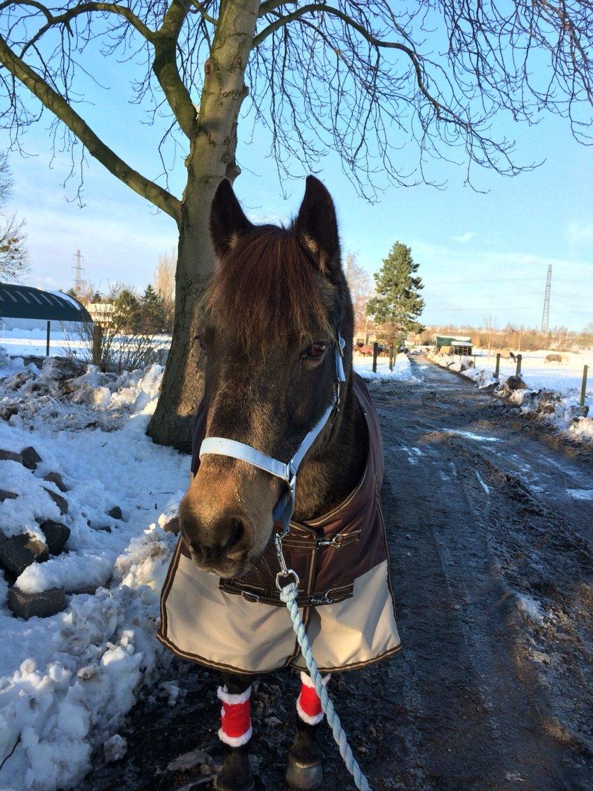 Anden særlig race Lizett billede 12