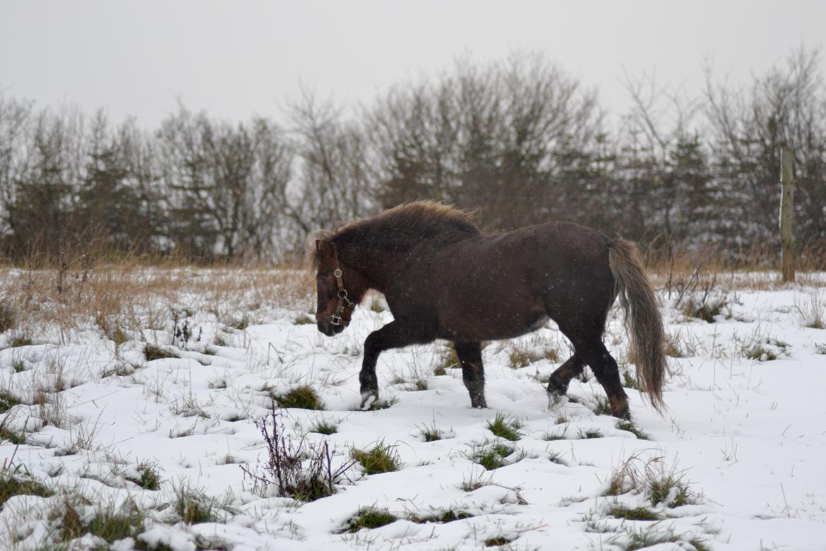 Anden særlig race Tarzan - Vinterens første sne 22. nov 2015 billede 9