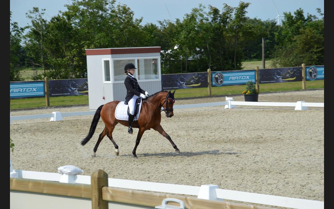 DSP Røgild's cabatini z B-pony (solgt) - Landsstævne i Hjallerup billede 3