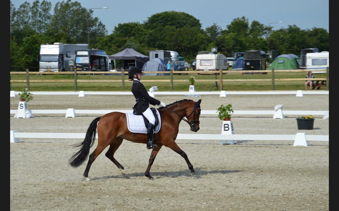 DSP Røgild's cabatini z B-pony (solgt) - Landsstævne i Hjallerup billede 5