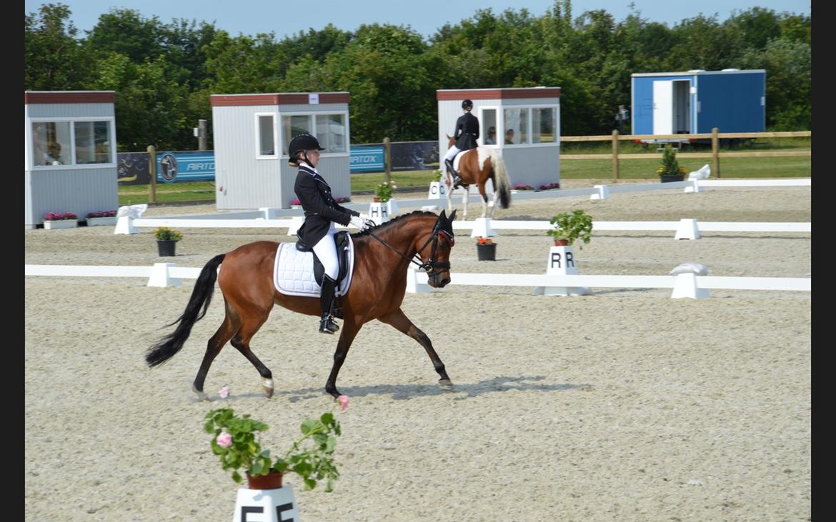 DSP Røgild's cabatini z B-pony (solgt) - Landsstævne i Hjallerup billede 4