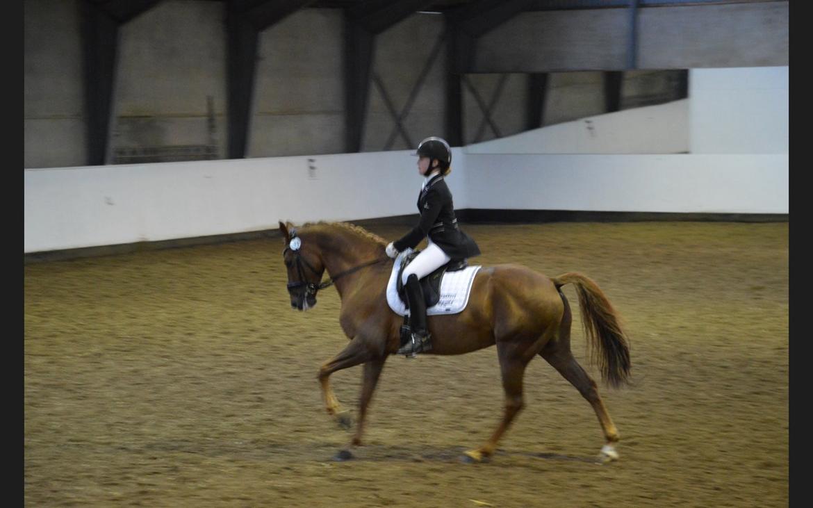 DSP Røgild's Enrico - Mellemrunde i DSP Championat  billede 3