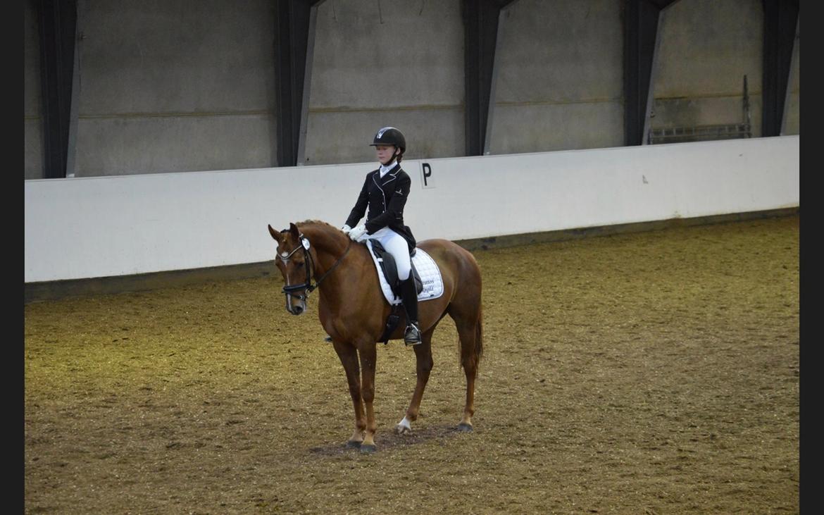 DSP Røgild's Enrico - Mellemrunde i DSP Championat  billede 4