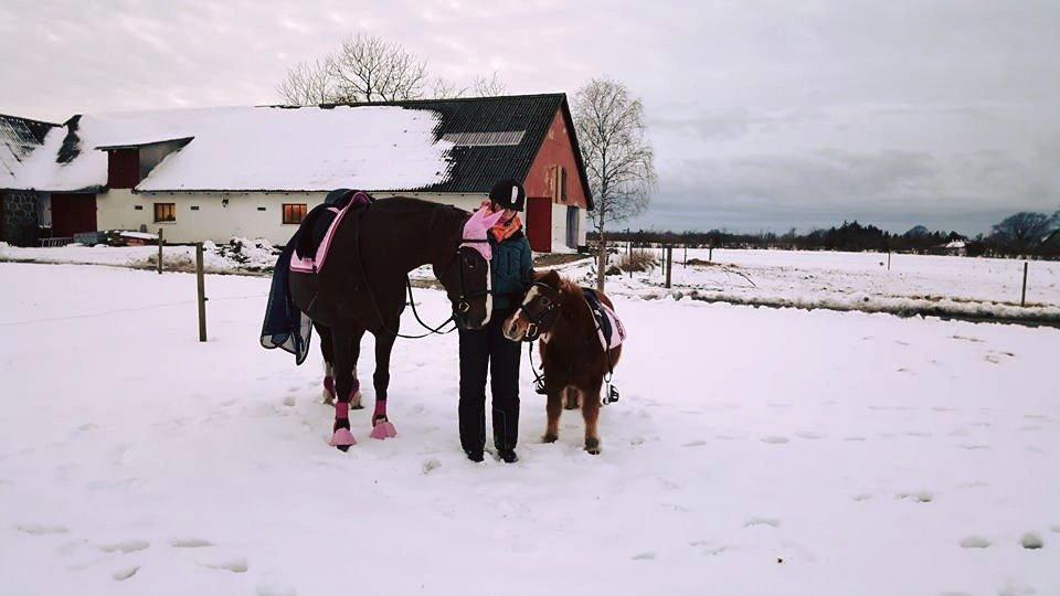 Frederiksborg Sussie Elmelund <3  billede 19