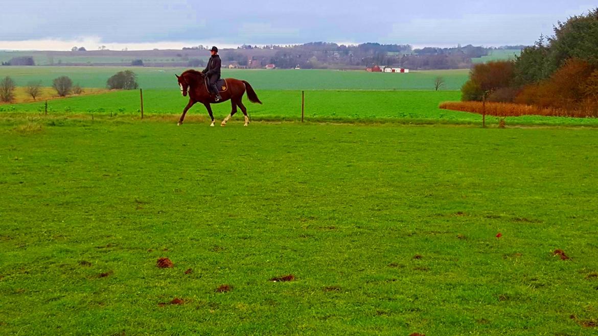 Frederiksborg Sussie Elmelund <3  billede 20