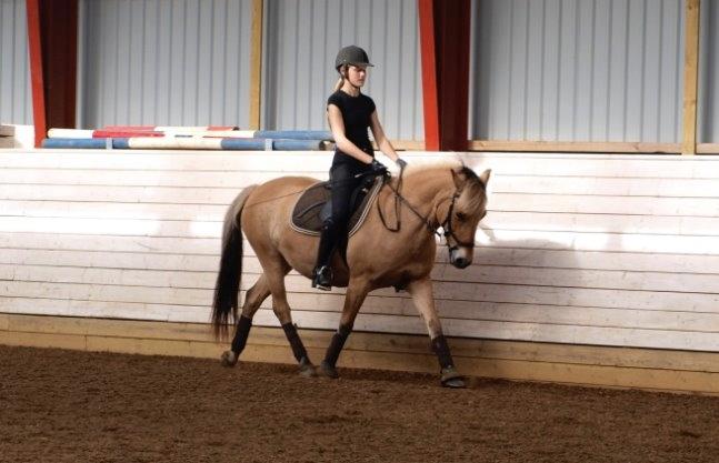 Anden særlig race Tøsne billede 8