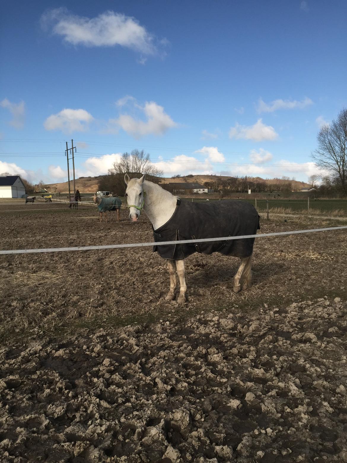 Lipizzaner Incitato  billede 4