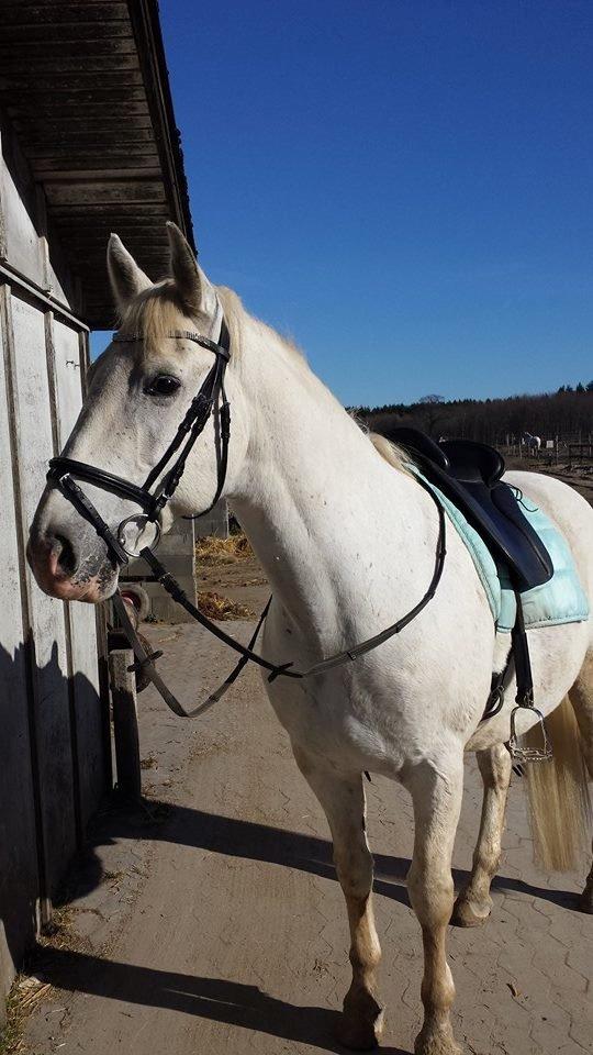 Lipizzaner Incitato  billede 8