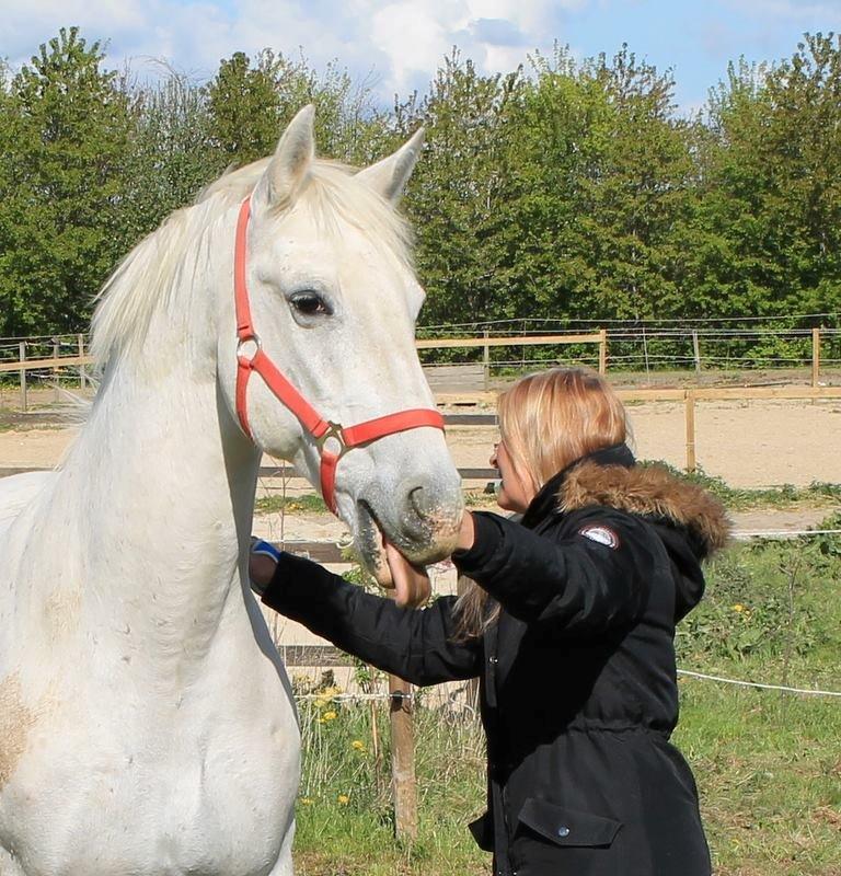 Lipizzaner Incitato  billede 11