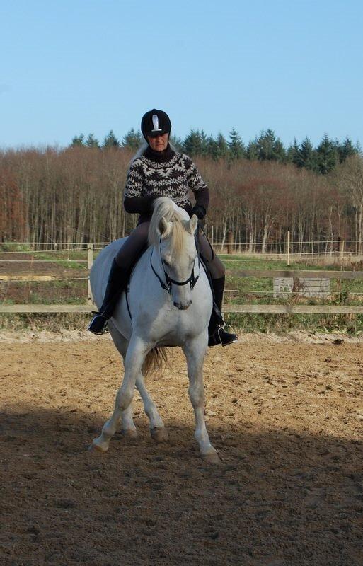 Lipizzaner Incitato  billede 7