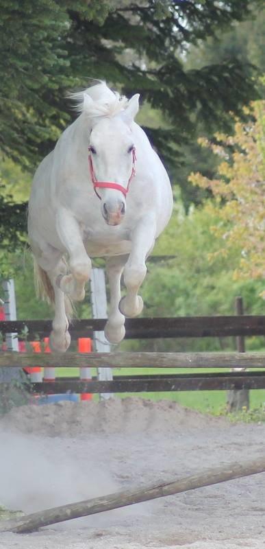 Lipizzaner Incitato  billede 12