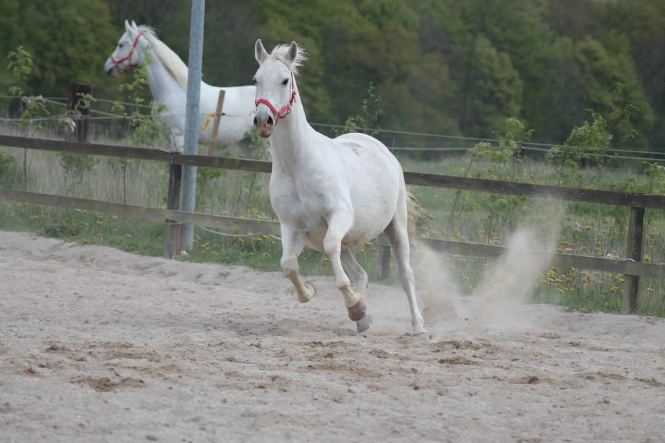 Lipizzaner Incitato  billede 13