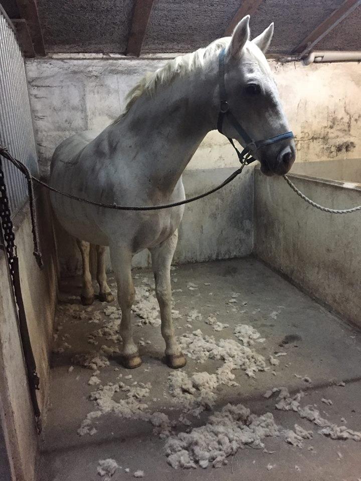 Lipizzaner Incitato  billede 15