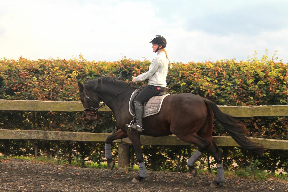 Dansk Varmblod Angelina billede 8