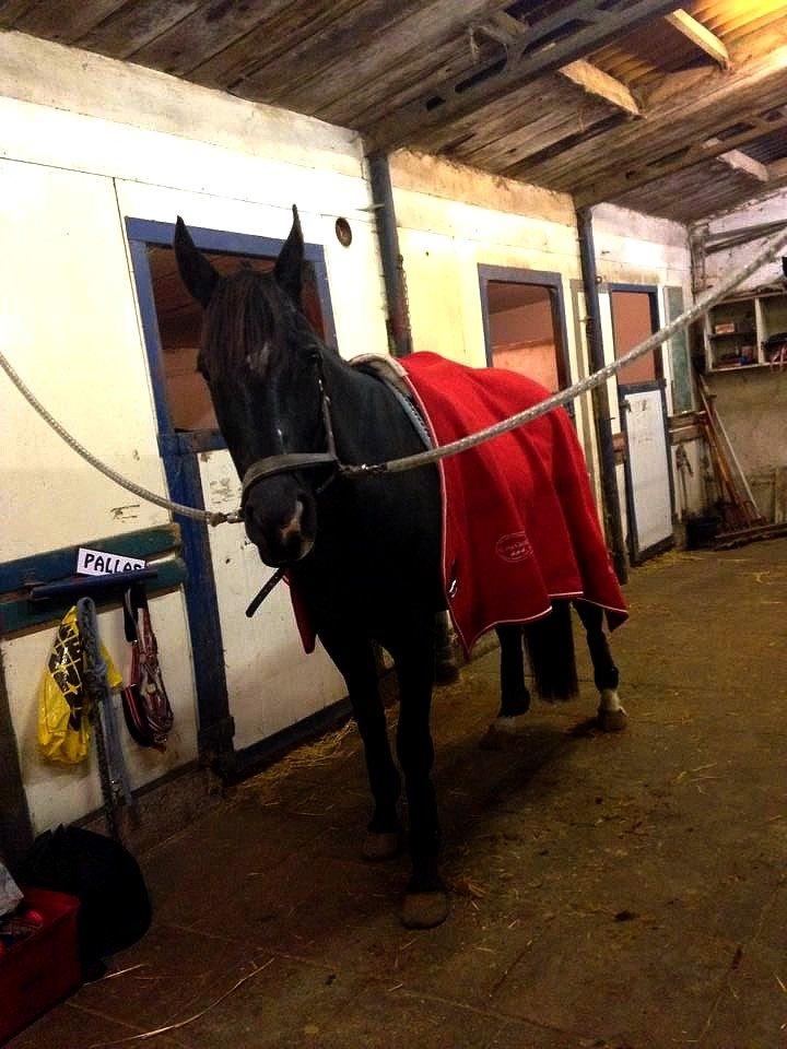 Anden særlig race Josephine billede 10