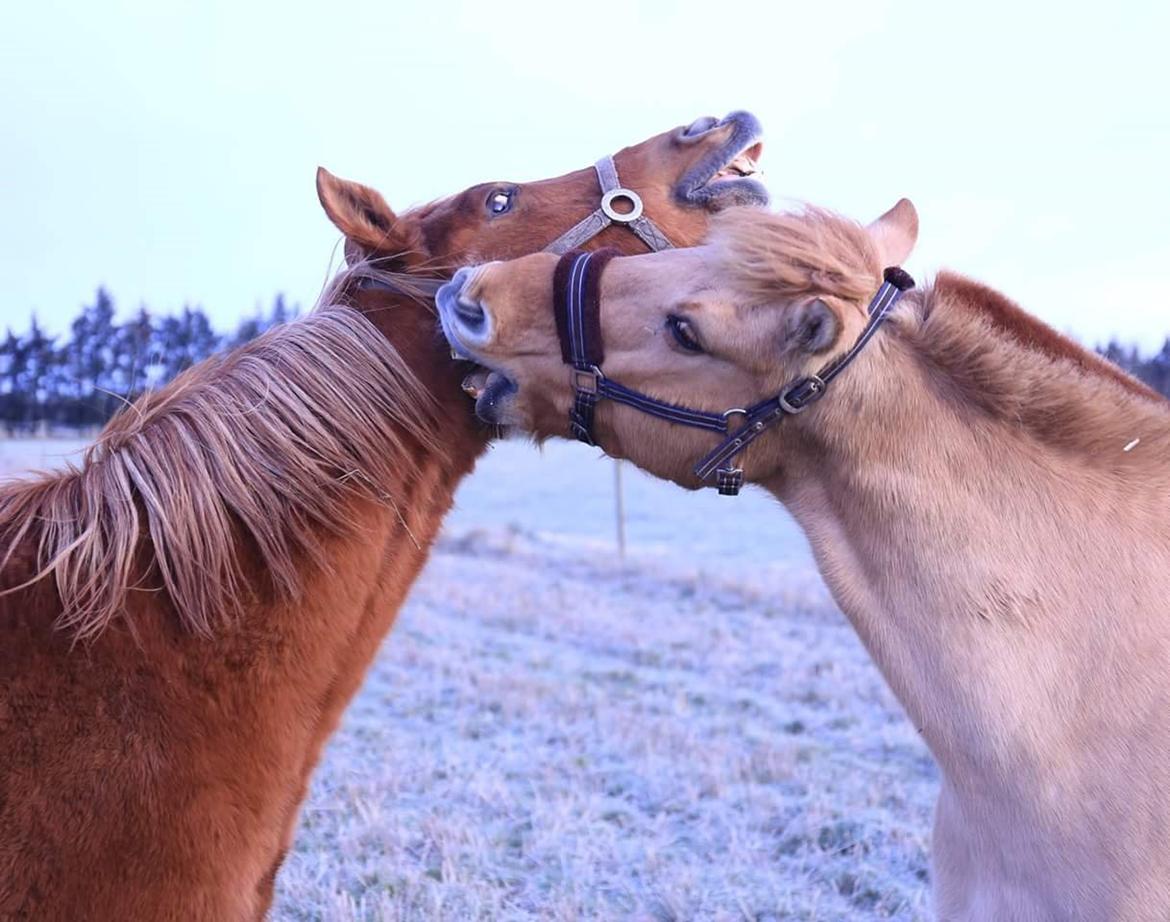Fjordhest Merlot billede 9