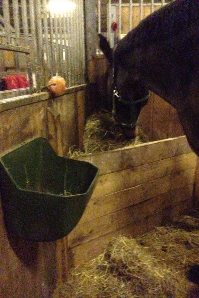 Dansk Varmblod Osiris<3 billede 7