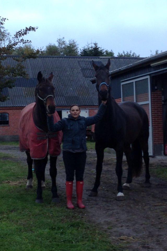 Dansk Varmblod Osiris<3 - Amadæus og Osiris. billede 11