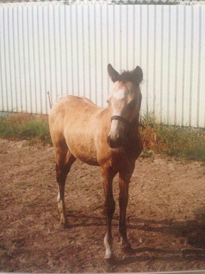 New Forest Buskbjerggaards Benjamin - Benjamin som føl 1994 billede 18