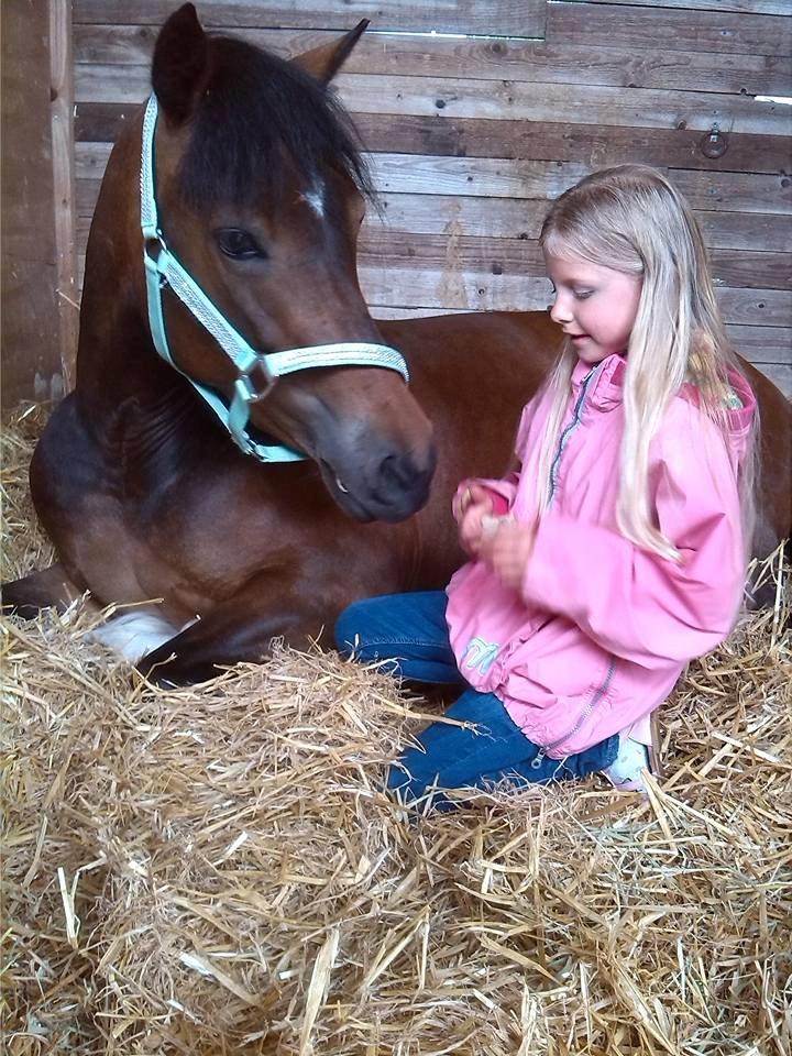 Welsh Pony af Cob-type (sec C) Gribsvads Mary billede 2