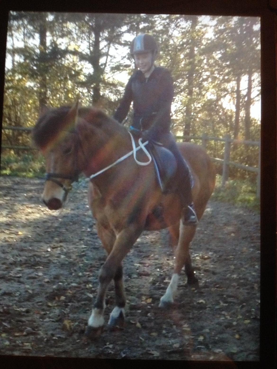 Connemara Trolderik billede 4