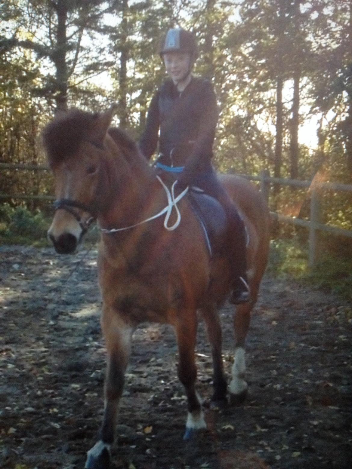 Connemara Trolderik billede 5