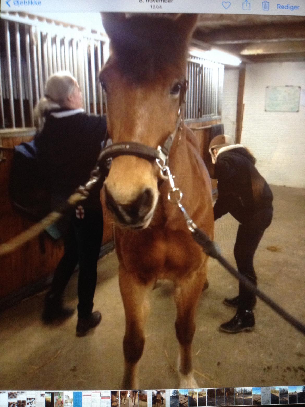 Connemara Trolderik billede 6