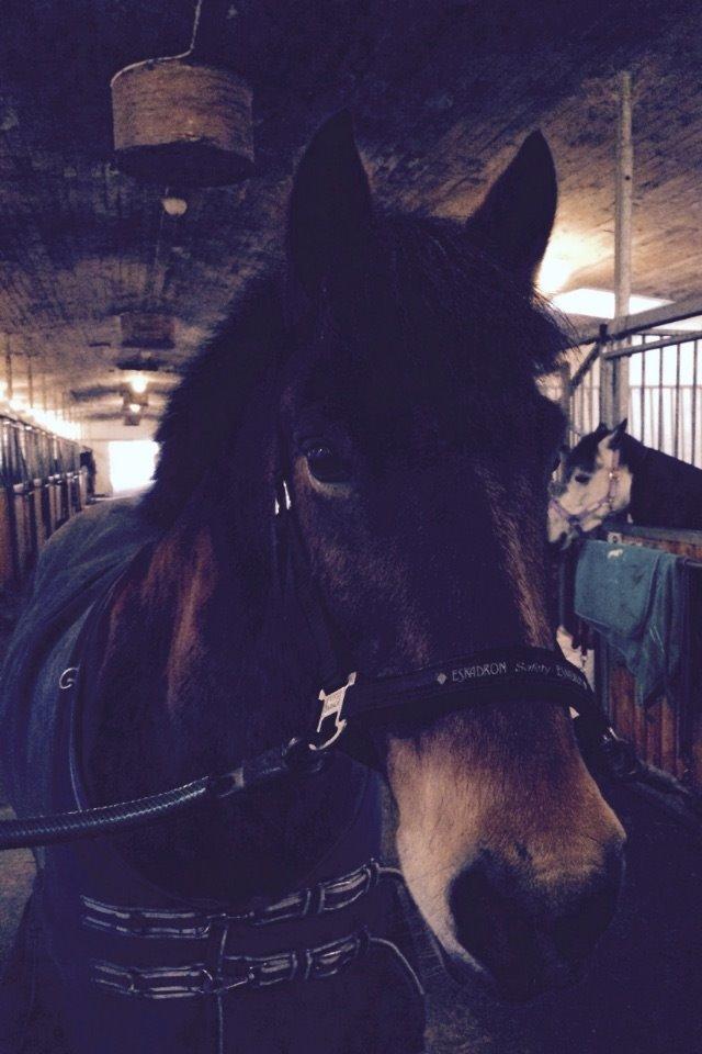 Connemara Trolderik billede 7