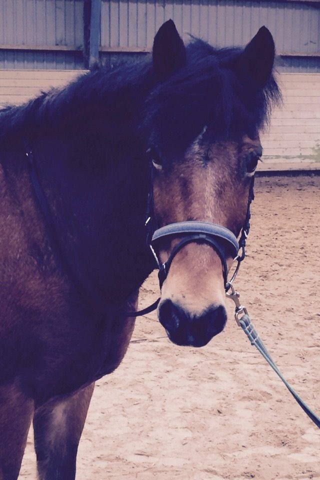 Connemara Trolderik billede 8