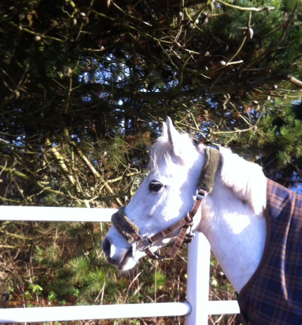 Anden særlig race Torpegaards Maddy - Maddy på fold billede 20