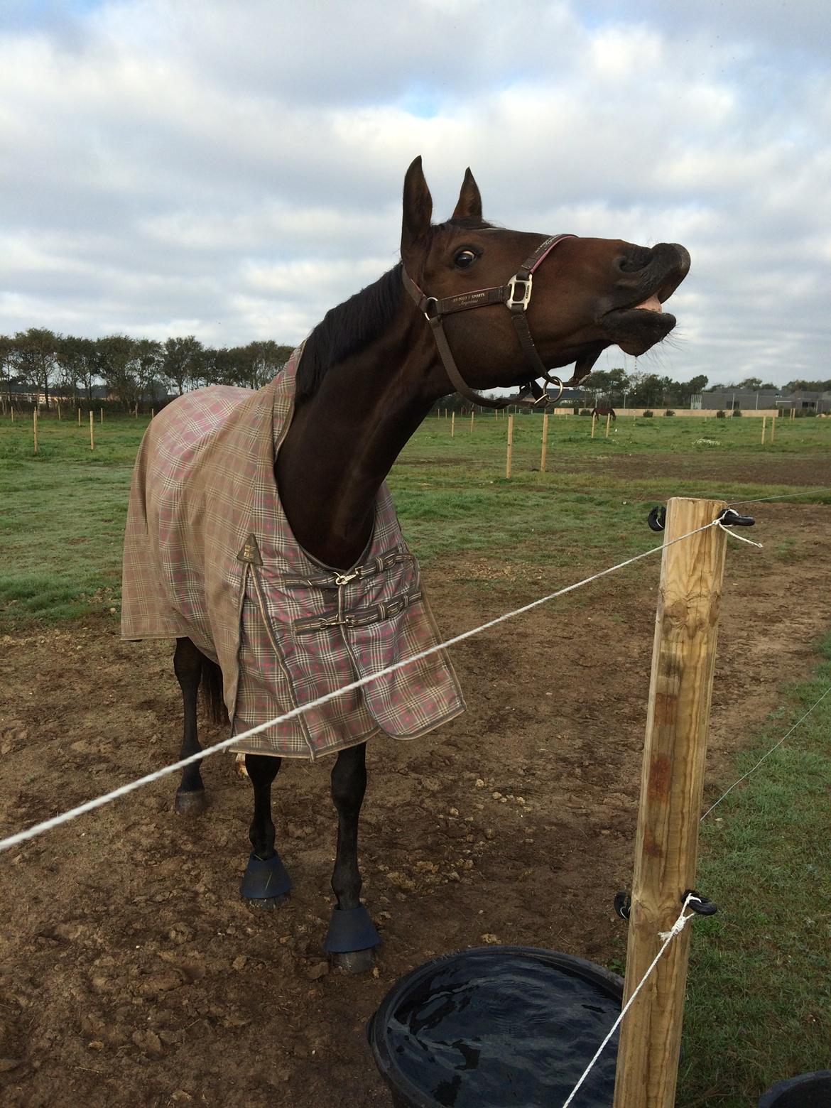 Dansk Varmblod Nora H billede 2