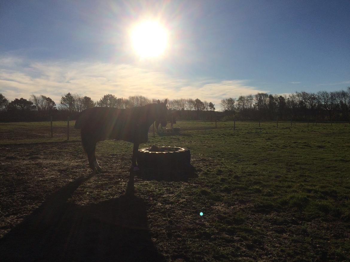 Dansk Varmblod Nora H billede 20