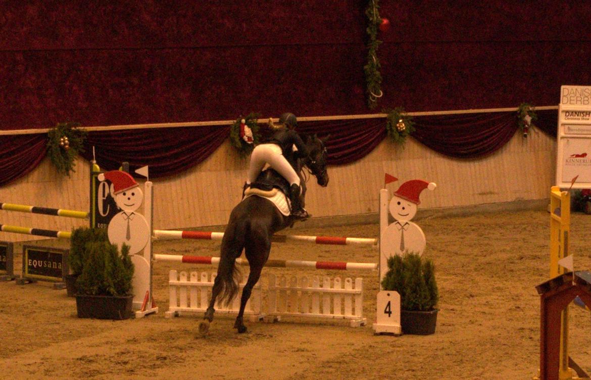 Dansk Varmblod Cocktail - Chritsmas Warm Up 2015 billede 32